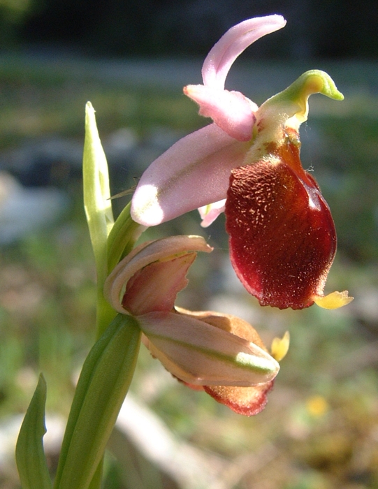 Ophrys crabronifera